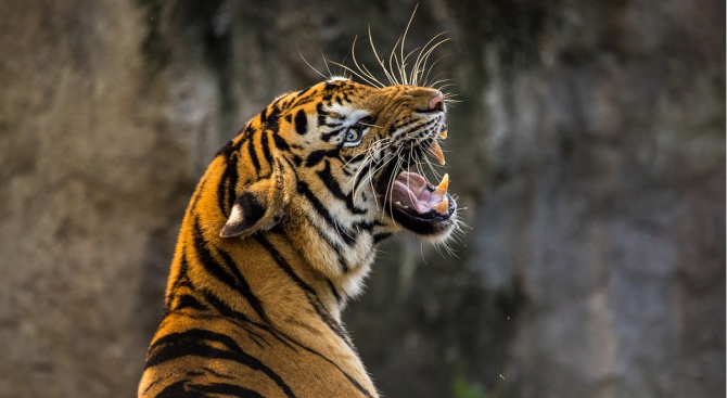 Бозайници птици риби влечуги под въздействието на човека Земята