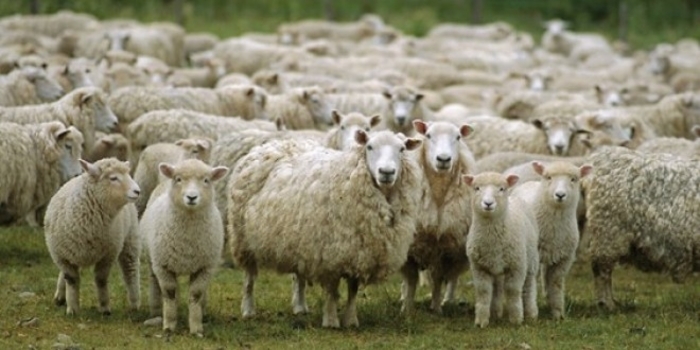 Гръм уби цяло стадо овце в село Врънчани в района