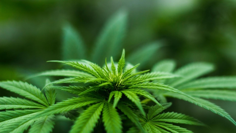 Вчера в сектор Противодействие на криминалната престъпност към областната дирекция