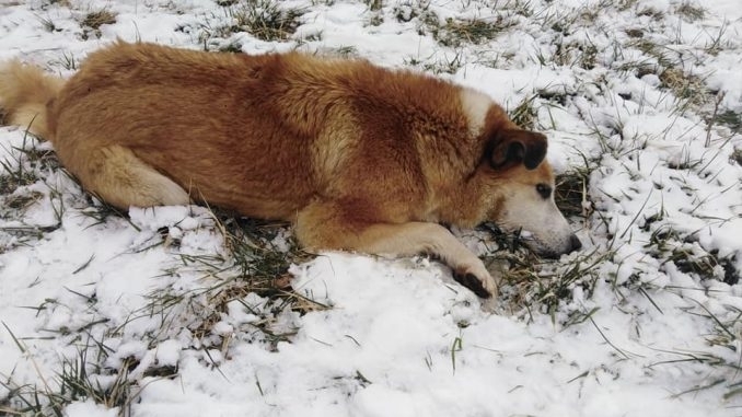 Мъж от Видин се е оплакал пред МВР че кучето