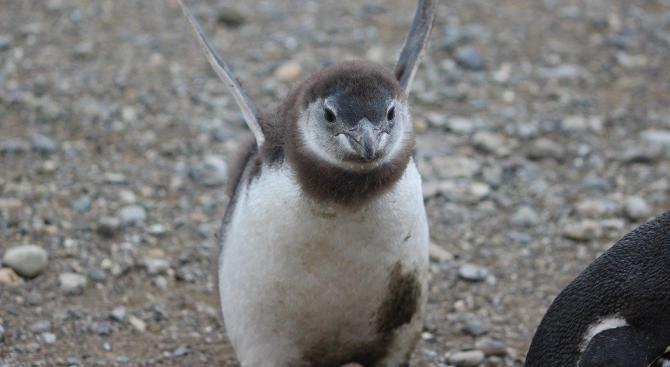 Хиляди малки сини пингвини бяха намерени мъртви по новозеландското крайбрежие