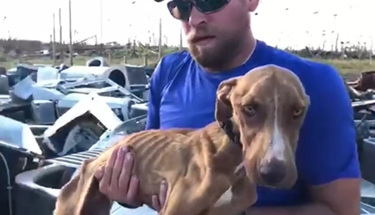 Спасители откриха живо куче под руините на сграда рухнала при