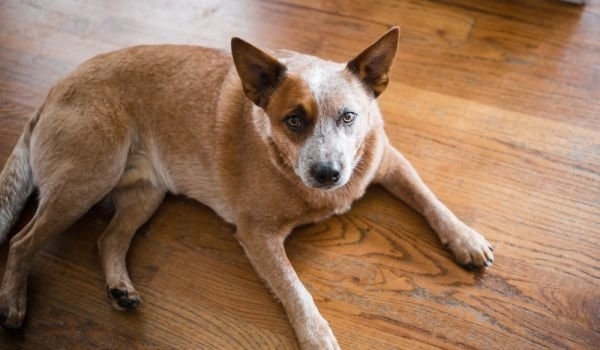 29 годишен служител на РУ Кюстендил е с разкъсан подбедрен мускул