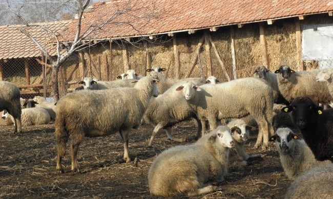 Овцефермите ни са задръстени с вълна Малка част се изкупува