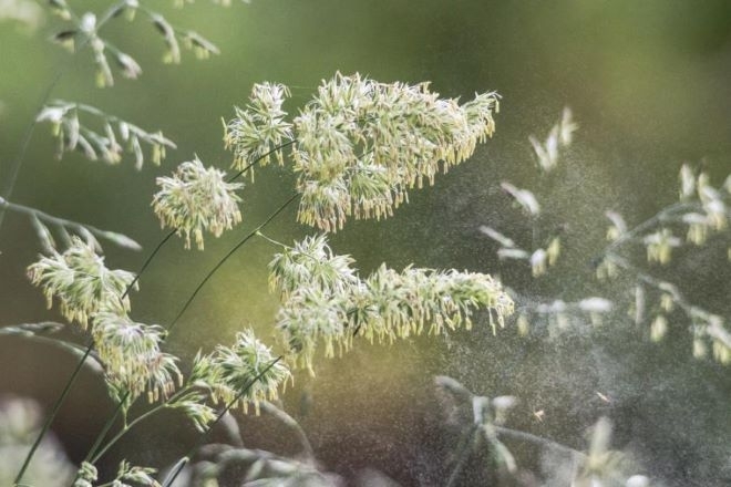 Много растения произвеждат цветен прашец  полени който е възможно да причини