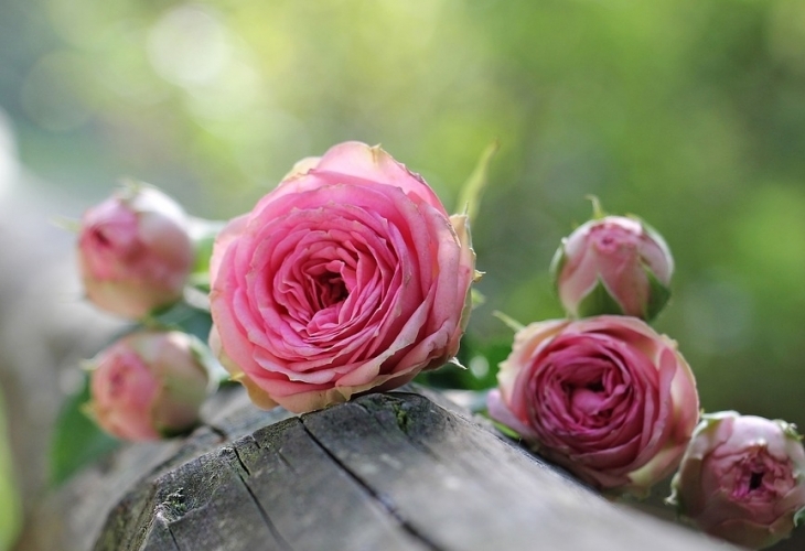 Китай забрани вноса на продукти които съдържат българска маслодайна роза