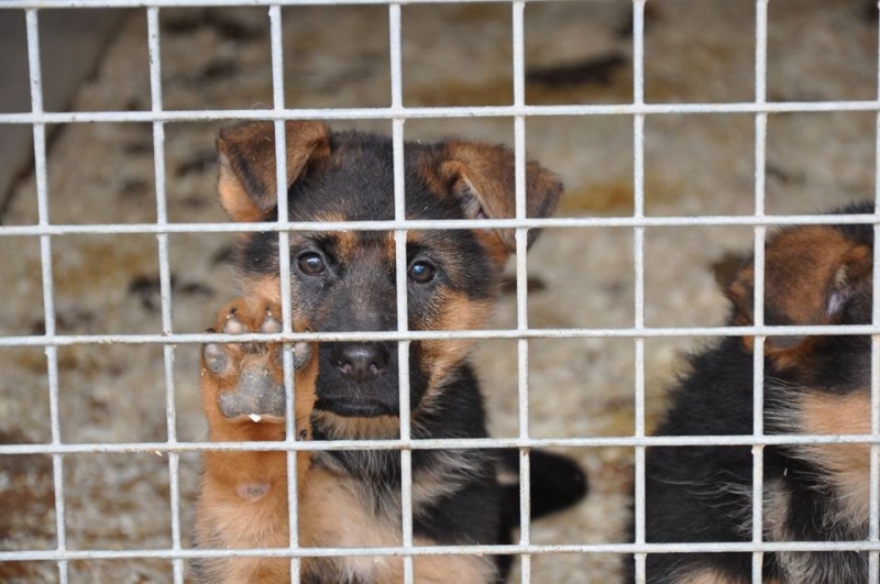 През януари 50 кучета от приютите на Екоравновесие са били осиновени Това