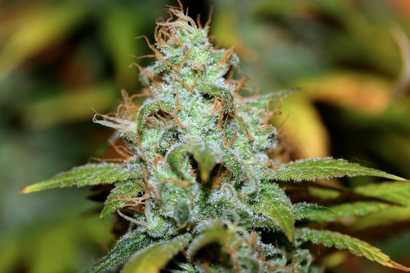 Вчера по време на специализирана полицейска операция за противодействие на