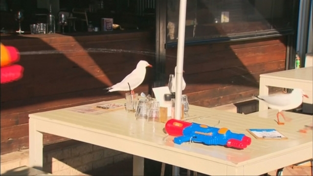 Собственици на крайбрежен ресторант в австралийския град Пърт намериха оригинален