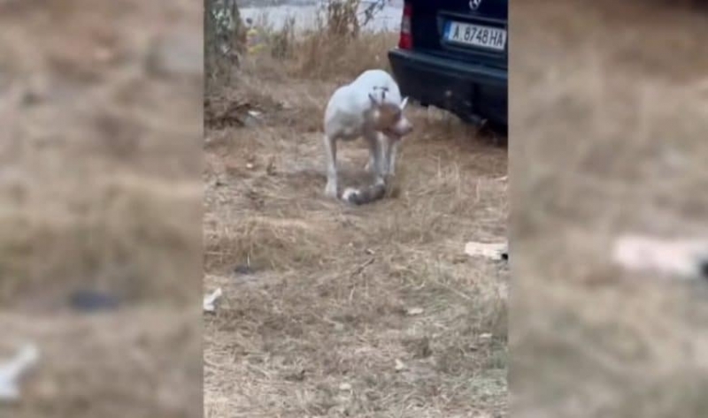 Питбул нападна и уби улична котка в Бургас, прибраха го в общински приют