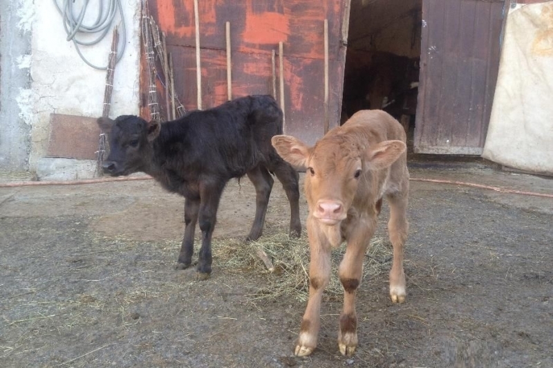 Мъж от Врачанско откраднал две телета преди 10 години бе