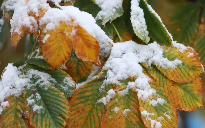 Ноември 2024 г е бил най студеният ноември от 2012 г