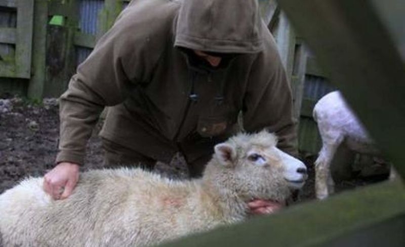 Нагъл апаш открадна овца от къща във Врачанско съобщиха от