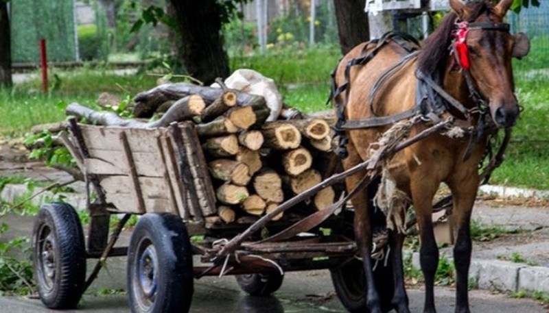 Задържаха тарикат, превозвал незаконни дърва с каруца във Врачанско, съобщиха