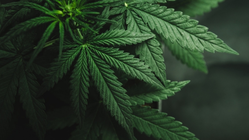 Парламентът на Грузия ще разгледа инициатива за производство на индийски