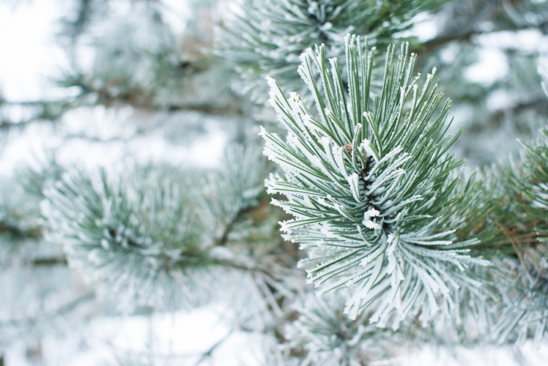 През следващите два дни в планините ще има много слънчеви