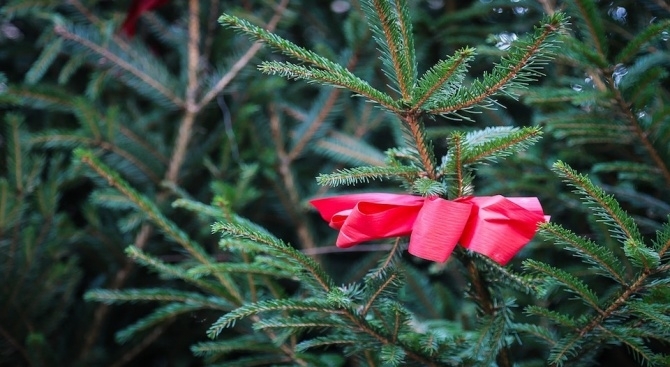 Близо 17 000 елхички пускат на пазара шестте държавни горски