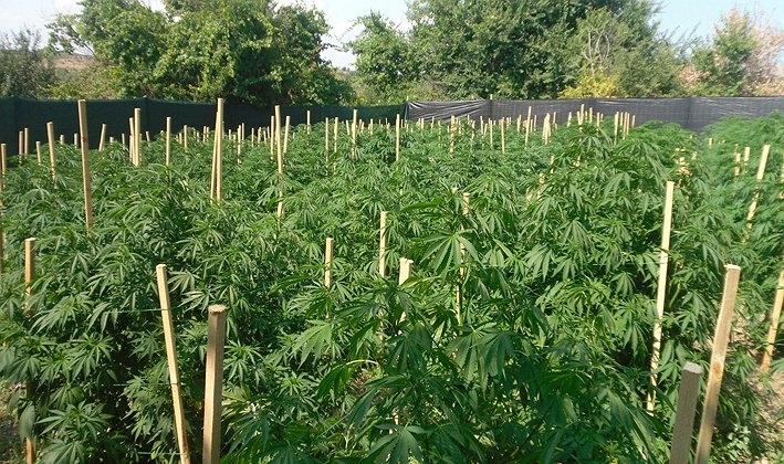 Заловиха мъж от врачанското село Галиче издирван за отглеждане на