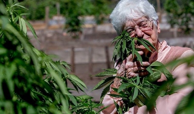 Полицаи тарашиха дома на баба в Кула откриха канабис съобщиха