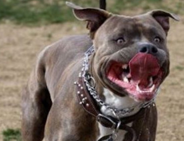 Питбул нападна жена в столичния квартал Овча купел Пострадалата