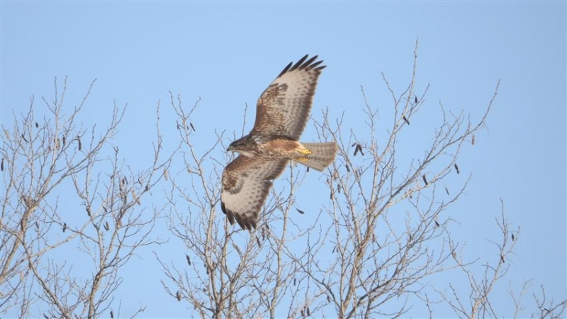 Три сигнала за бедстващи птици и защитени видове са постъпили