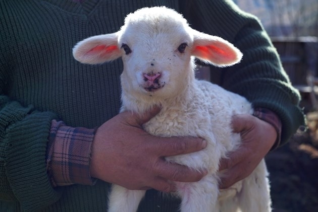 Полицейски служители са хванали три момчета откраднали животни от свой