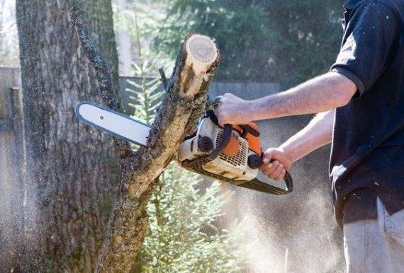 Полицаи заловиха мъж секъл незаконно дърва край монтанското село Владимирово