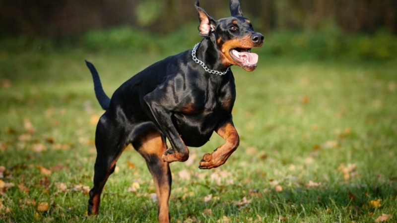 Доберман нападна и нахапа дете от столичното 18 то СОУ Уилям