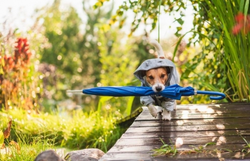 През нощта от запад валежите временно ще спрат но до