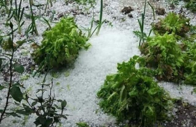 Около 70 000 декара земи са с поражения от градушки