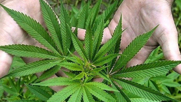 Трима младежи от Монтанско превърнаха бивше училище в наркоплантация съобщиха