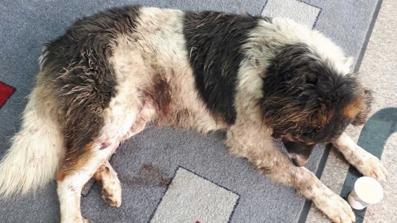 Безмилостен мъж простреля куче във Врачанско, научи агенция BulNews.
Случаят е