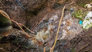 На изключително гнусна гледка се е натъкнал жител от Лом