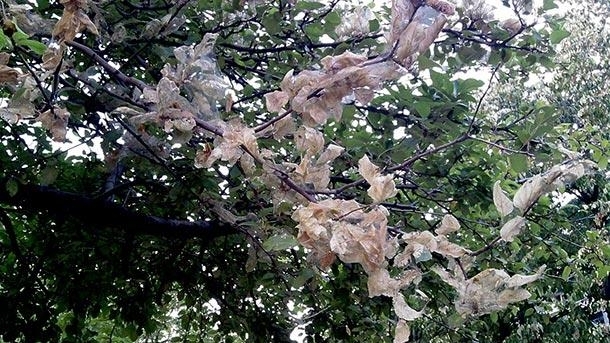 В Лом ще се извърши пръскане срещу бяла американска пеперуда