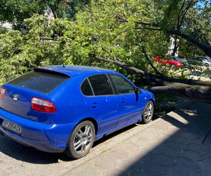 Дърво падна върху кола в Козлодуй научи BulNews Инцидентът е станал