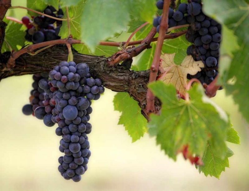 Гроздоберната кампания 2019 протича нормално и съгласно прогнозите за страната