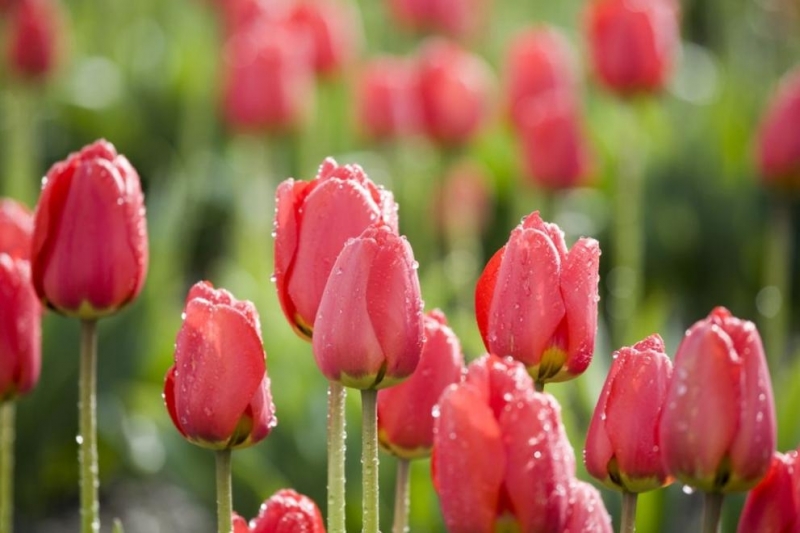 Атмосферното налягане днес ще е близко до средното за месеца