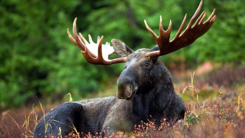 В землището на разградското село Благоево е открит убит елен
