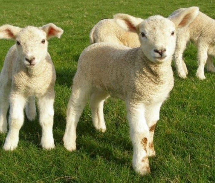 Неизвестен е отмъкнал агнета от обор в белослатинското село Бъркачево съобщиха