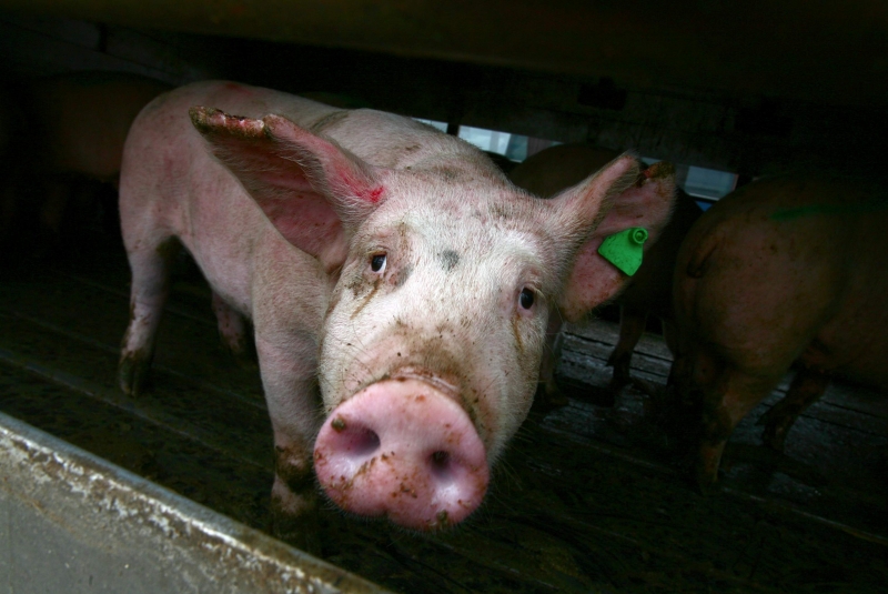 Ден след положителната проба за болестта африканска чума по свинете