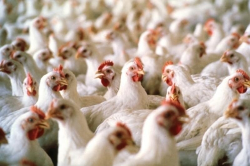 Българска агенция по безопасност на храните БАБХ започва масови проверки във