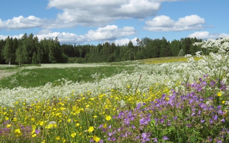 През нощта ще бъде предимно ясно и почти тихо съобщиха