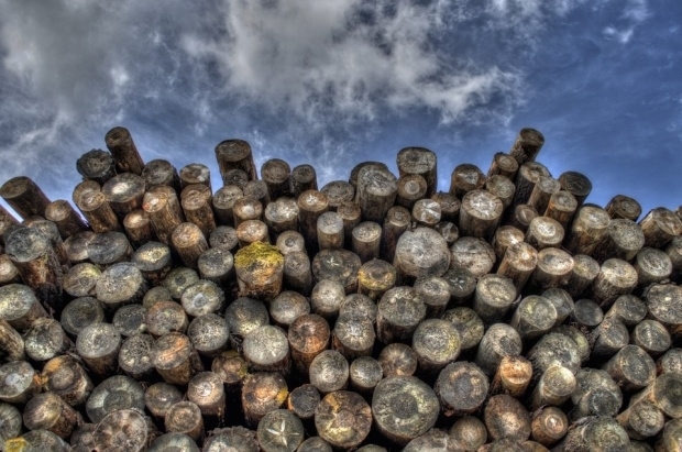 Униформени конфискуваха девет кубика незаконна дърва в село Големаново съобщиха