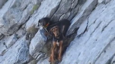 След петчасово катерене спасители от Банско спасиха две кучета, заседнали