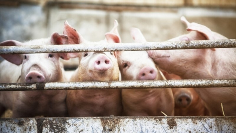 Собствениците на домашни прасета във Врачанско трябва да ги умъртвят