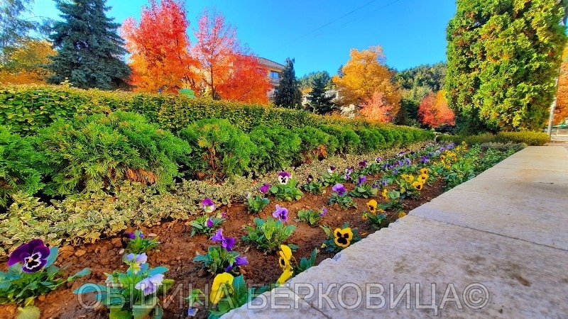Служителите от ОбМ Комунални дейности Берковица засадиха 2800 бр
