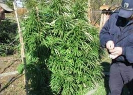 60 годишна жена от петричкото село Скрът получи условна присъда за