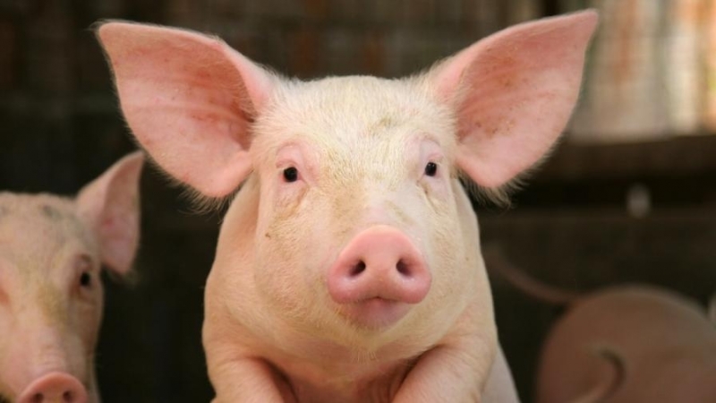 Първи доказан случай на африканската чума по свинете е регистриран