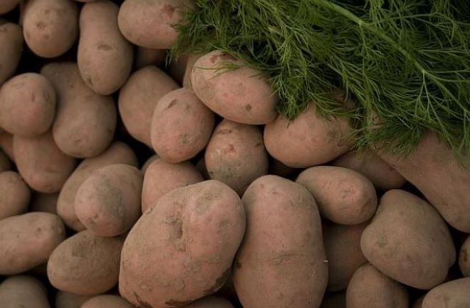 Изчезва ли българският картоф? Въпросът вече съвсем не изглежда лишен