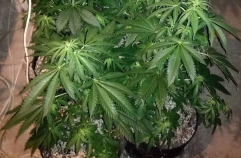 В петък в полицията в Монтана постъпил сигнал за притежание